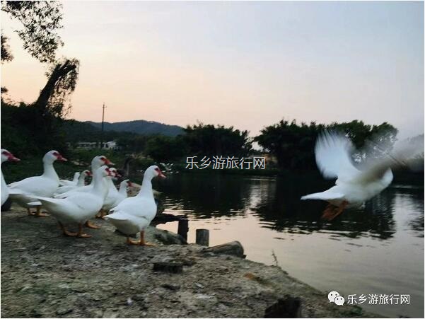 <a href=http://www.lexiangyou.org/xiangcunlvyou/ target=_blank class=infotextkey>乡村旅游</a>：[南朗] 陆续熟了，香甜爽脆！免费试食哦~