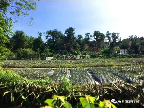 <a href=http://www.lexiangyou.org/xiangcunlvyou/ target=_blank class=infotextkey>乡村旅游</a>：[神湾] 香味浓郁，蜜而不酸，爽脆无渣