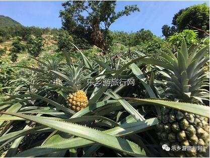 <a href=http://www.lexiangyou.org/xiangcunlvyou/ target=_blank class=infotextkey>乡村旅游</a>：[神湾] 香味浓郁，蜜而不酸，爽脆无渣