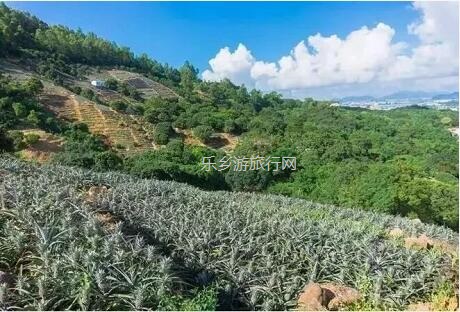 <a href=http://www.lexiangyou.org/xiangcunlvyou/ target=_blank class=infotextkey>乡村旅游</a>：[神湾] 香味浓郁，蜜而不酸，爽脆无渣