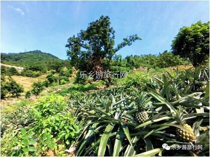 <a href=http://www.lexiangyou.org/xiangcunlvyou/ target=_blank class=infotextkey>乡村旅游</a>：[神湾] 香味浓郁，蜜而不酸，爽脆无渣