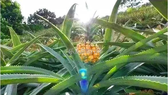 <a href=http://www.lexiangyou.org/xiangcunlvyou/ target=_blank class=infotextkey>乡村旅游</a>：[神湾] 香味浓郁，蜜而不酸，爽脆无渣