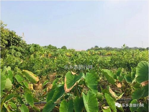 <a href=http://www.lexiangyou.org/xiangcunlvyou/ target=_blank class=infotextkey>乡村旅游</a>：[民众] 沃橙蜜甜，现摘现吃；还有野炊和泥煨鸡...
