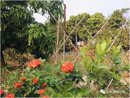 <a href=http://www.lexiangyou.org/xiangcunlvyou/ target=_blank class=infotextkey>乡村旅游</a>：[民众] 沃橙蜜甜，现摘现吃；还有野炊和泥煨鸡...
