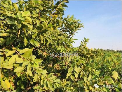 <a href=http://www.lexiangyou.org/xiangcunlvyou/ target=_blank class=infotextkey>乡村旅游</a>：[民众] 沃橙蜜甜，现摘现吃；还有野炊和泥煨鸡...