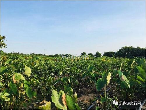 <a href=http://www.lexiangyou.org/xiangcunlvyou/ target=_blank class=infotextkey>乡村旅游</a>：[民众] 沃橙蜜甜，现摘现吃；还有野炊和泥煨鸡...