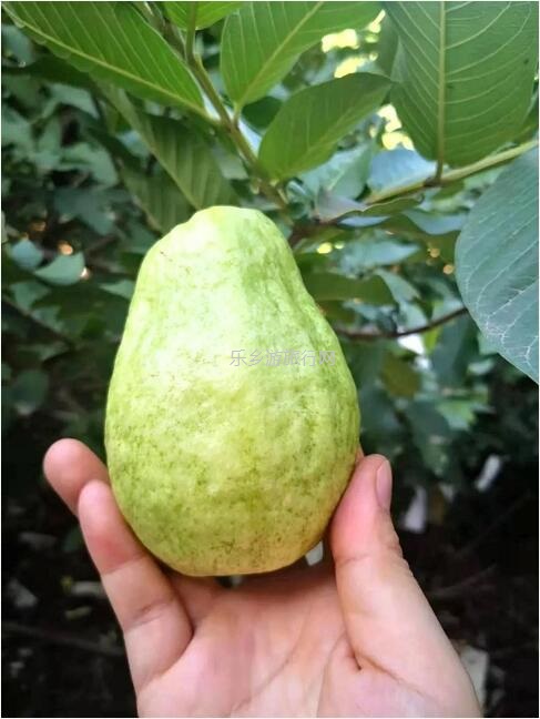 <a href=http://www.lexiangyou.org/xiangcunlvyou/ target=_blank class=infotextkey>乡村旅游</a>：[民众] 枇杷果、小番茄...即摘即食，还有泥煨鸡