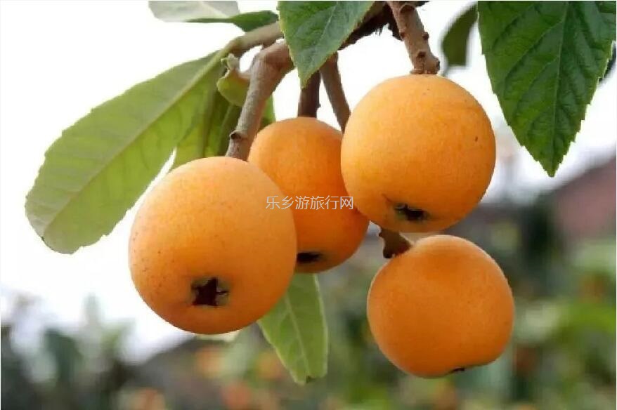 <a href=http://www.lexiangyou.org/xiangcunlvyou/ target=_blank class=infotextkey>乡村旅游</a>：[民众] 枇杷果、小番茄...即摘即食，还有泥煨鸡