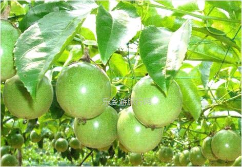 <a href=http://www.lexiangyou.org/xiangcunlvyou/ target=_blank class=infotextkey>乡村旅游</a>：[民众] 枇杷果、小番茄...即摘即食，还有泥煨鸡