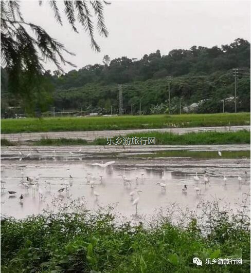 <a href=http://www.lexiangyou.org/xiangcunlvyou/ target=_blank class=infotextkey>乡村旅游</a>：[崖口] 欣赏候鸟，品尝美食，入住醉美民宿