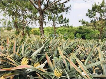 <a href=http://www.lexiangyou.org/xiangcunlvyou/ target=_blank class=infotextkey>乡村旅游</a>：水库附近，新鲜采摘，香甜爽脆，免费试食哦~
