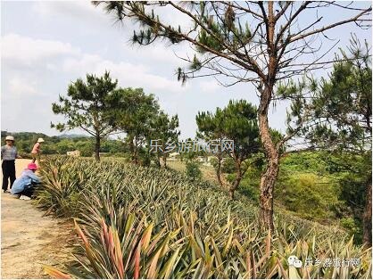 <a href=http://www.lexiangyou.org/xiangcunlvyou/ target=_blank class=infotextkey>乡村旅游</a>：水库附近，新鲜采摘，香甜爽脆，免费试食哦~
