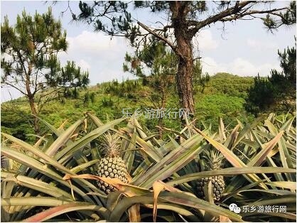 <a href=http://www.lexiangyou.org/xiangcunlvyou/ target=_blank class=infotextkey>乡村旅游</a>：【福获附近】新鲜采摘，香甜爽脆，免费试食哦~