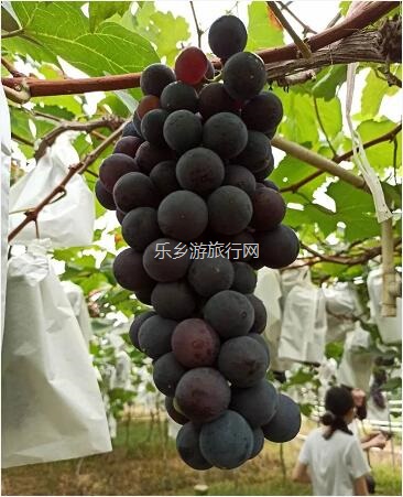 <a href=http://www.lexiangyou.org/xiangcunlvyou/ target=_blank class=infotextkey>乡村旅游</a>：【西江河畔】饱满蜜甜，原生态种植，一串串夏黑葡萄挂满果园了