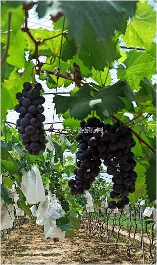 <a href=http://www.lexiangyou.org/xiangcunlvyou/ target=_blank class=infotextkey>乡村旅游</a>：【西江河畔】饱满蜜甜，原生态种植，一串串夏黑葡萄挂满果园了
