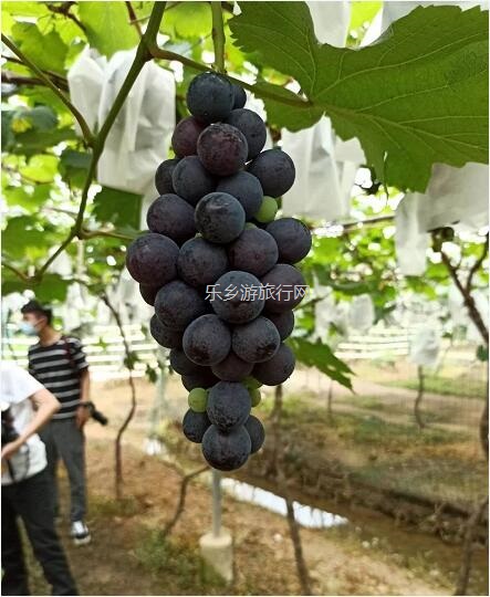 <a href=http://www.lexiangyou.org/xiangcunlvyou/ target=_blank class=infotextkey>乡村旅游</a>：【西江河畔】饱满蜜甜，原生态种植，一串串夏黑葡萄挂满果园了