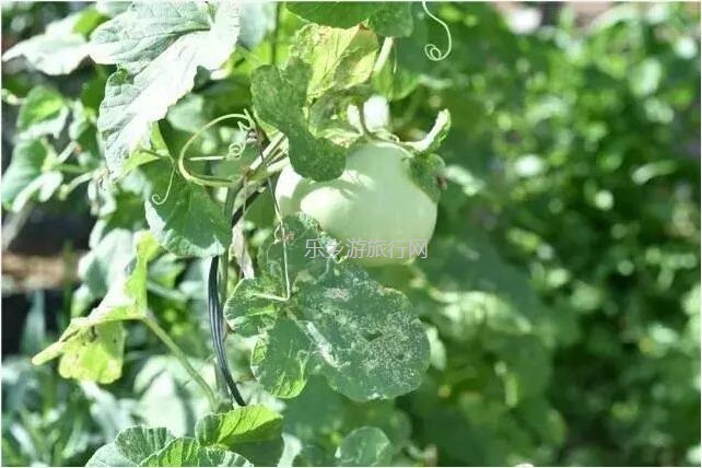 <a href=http://www.lexiangyou.org/xiangcunlvyou/ target=_blank class=infotextkey>乡村旅游</a>：【西江河畔】饱满蜜甜，原生态种植，一串串夏黑葡萄挂满果园了
