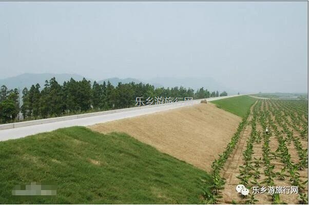 <a href=http://www.lexiangyou.org/xiangcunlvyou/ target=_blank class=infotextkey>乡村旅游</a>：【西江河畔】饱满蜜甜，原生态种植，一串串夏黑葡萄挂满果园了