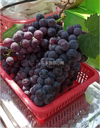 <a href=http://www.lexiangyou.org/xiangcunlvyou/ target=_blank class=infotextkey>乡村旅游</a>：【西江河畔】饱满蜜甜，原生态种植，一串串夏黑葡萄挂满果园了