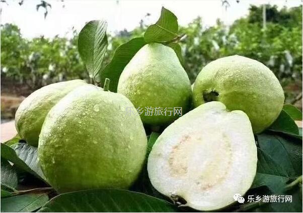 <a href=http://www.lexiangyou.org/xiangcunlvyou/ target=_blank class=infotextkey>乡村旅游</a>：【沙溪田园】骑车漫步、荷塘美景、绿岛赏花、采摘水果、野炊烧烤...