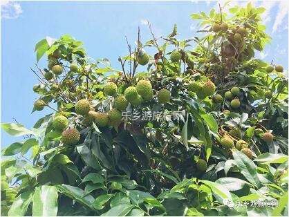 <a href=http://www.lexiangyou.org/xiangcunlvyou/ target=_blank class=infotextkey>乡村旅游</a>：【沙溪田园】骑车漫步、荷塘美景、绿岛赏花、采摘水果、野炊烧烤...