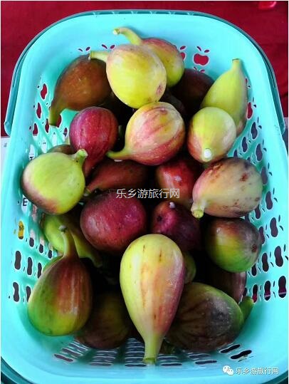 <a href=http://www.lexiangyou.org/xiangcunlvyou/ target=_blank class=infotextkey>乡村旅游</a>：【沙溪田园】骑车漫步、荷塘美景、绿岛赏花、采摘水果、野炊烧烤...