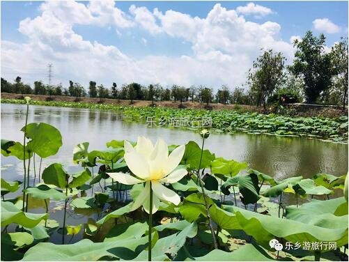 <a href=http://www.lexiangyou.org/xiangcunlvyou/ target=_blank class=infotextkey>乡村旅游</a>：【沙溪田园】骑车漫步、荷塘美景、绿岛赏花、采摘水果、野炊烧烤...
