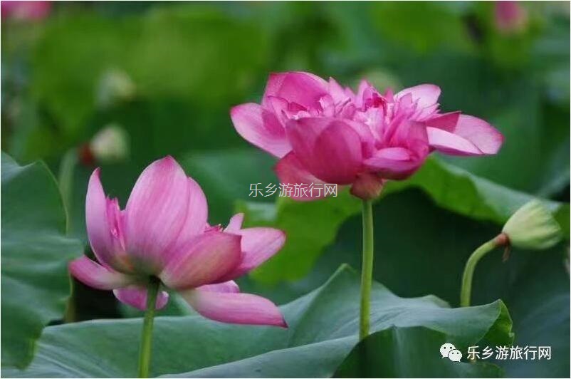 <a href=http://www.lexiangyou.org/xiangcunlvyou/ target=_blank class=infotextkey>乡村旅游</a>：【沙溪田园】骑车漫步、荷塘美景、绿岛赏花、采摘水果、野炊烧烤...