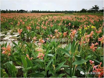 <a href=http://www.lexiangyou.org/xiangcunlvyou/ target=_blank class=infotextkey>乡村旅游</a>：【沙溪田园】骑车漫步、荷塘美景、绿岛赏花、采摘水果、野炊烧烤...