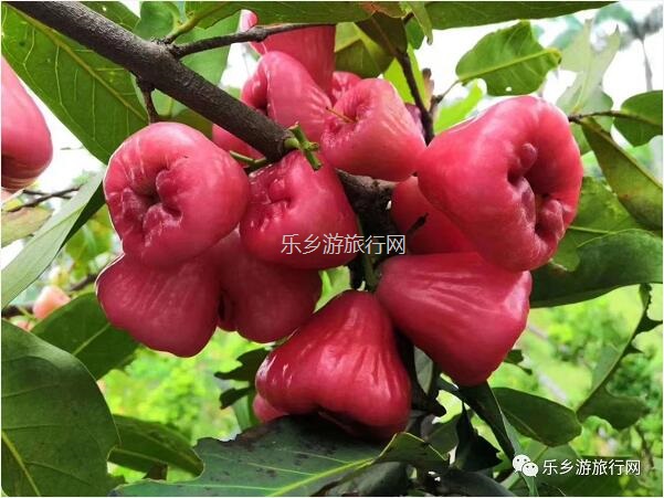 <a href=http://www.lexiangyou.org/xiangcunlvyou/ target=_blank class=infotextkey>乡村旅游</a>：【沙溪田园】骑车漫步、荷塘美景、绿岛赏花、采摘水果、野炊烧烤...