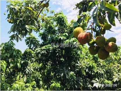 <a href=http://www.lexiangyou.org/xiangcunlvyou/ target=_blank class=infotextkey>乡村旅游</a>：【良都山水】熟啦！别名“玉荷包”，唐朝已成网红，肉厚多汁，蜜甜可口