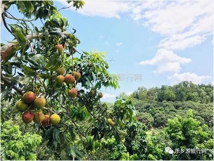 <a href=http://www.lexiangyou.org/xiangcunlvyou/ target=_blank class=infotextkey>乡村旅游</a>：【良都山水】熟啦！别名“玉荷包”，唐朝已成网红，肉厚多汁，蜜甜可口
