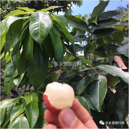 <a href=http://www.lexiangyou.org/xiangcunlvyou/ target=_blank class=infotextkey>乡村旅游</a>：【良都山水】熟啦！别名“玉荷包”，唐朝已成网红，肉厚多汁，蜜甜可口
