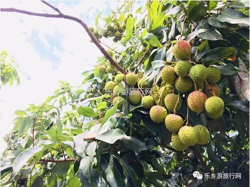 <a href=http://www.lexiangyou.org/xiangcunlvyou/ target=_blank class=infotextkey>乡村旅游</a>：【良都山水】熟啦！别名“玉荷包”，唐朝已成网红，肉厚多汁，蜜甜可口