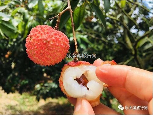 <a href=http://www.lexiangyou.org/xiangcunlvyou/ target=_blank class=infotextkey>乡村旅游</a>：[水果游]树上熟啦！香甜爽脆，食过返寻味...