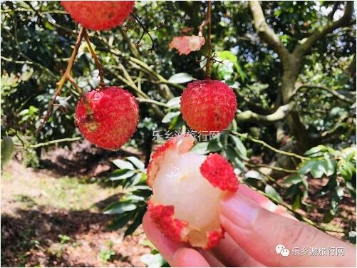<a href=http://www.lexiangyou.org/xiangcunlvyou/ target=_blank class=infotextkey>乡村旅游</a>：[水果游]树上熟啦！香甜爽脆，食过返寻味...
