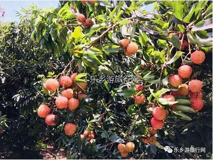 <a href=http://www.lexiangyou.org/xiangcunlvyou/ target=_blank class=infotextkey>乡村旅游</a>：[水果游]树上熟啦！香甜爽脆，食过返寻味...
