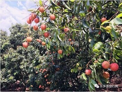 <a href=http://www.lexiangyou.org/xiangcunlvyou/ target=_blank class=infotextkey>乡村旅游</a>：[水果游]树上熟啦！香甜爽脆，食过返寻味...