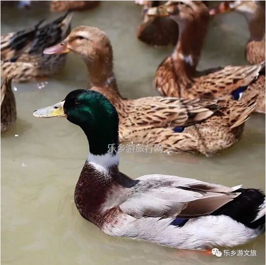 <a href=http://www.lexiangyou.org/xiangcunlvyou/ target=_blank class=infotextkey>乡村旅游</a>：南朗尼个农场装修雅致，高品质食材欢迎品尝：有机蔬菜+铁皮石斛+酵素鸡+陈皮鸭汤