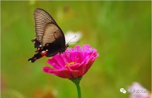 <a href=http://www.lexiangyou.org/xiangcunlvyou/ target=_blank class=infotextkey>乡村旅游</a>：航模+蝴蝶+动物+童年回忆+农业科普，10月1日坦洲盛大迎宾！免费门票福利等你哦~