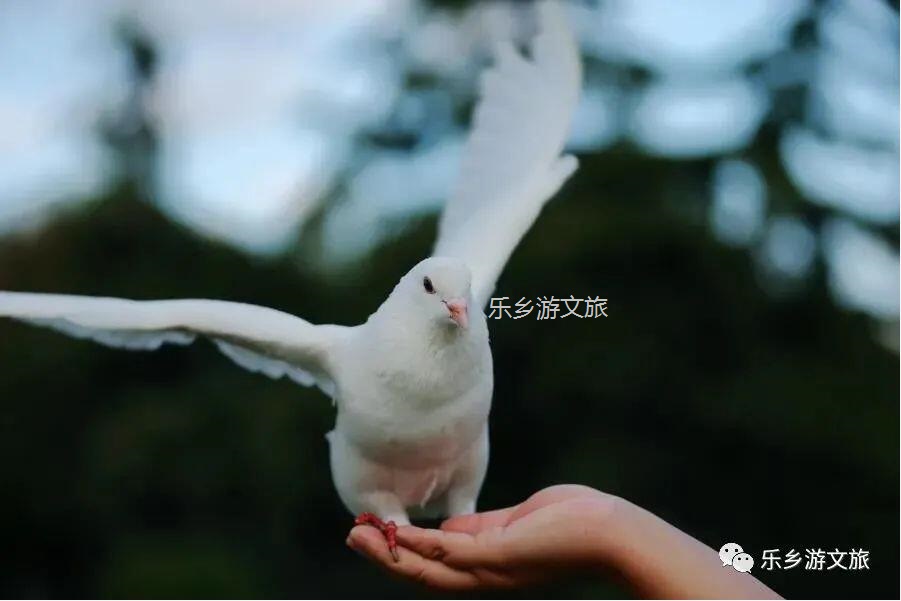 <a href=http://www.lexiangyou.org/xiangcunlvyou/ target=_blank class=infotextkey>乡村旅游</a>：航模+蝴蝶+动物+童年回忆+农业科普，10月1日坦洲盛大迎宾！免费门票福利等你哦~