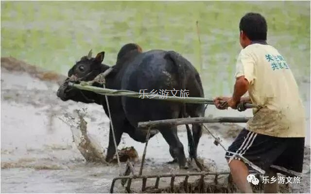 <a href=http://www.lexiangyou.org/xiangcunlvyou/ target=_blank class=infotextkey>乡村旅游</a>：航模+蝴蝶+动物+童年回忆+农业科普，10月1日坦洲盛大迎宾！免费门票福利等你哦~