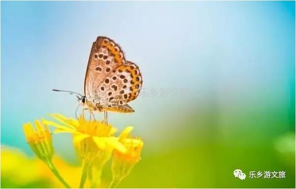 <a href=http://www.lexiangyou.org/xiangcunlvyou/ target=_blank class=infotextkey>乡村旅游</a>：航模+蝴蝶+动物+童年回忆+农业科普，10月1日坦洲盛大迎宾！免费门票福利等你哦~