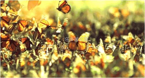 <a href=http://www.lexiangyou.org/xiangcunlvyou/ target=_blank class=infotextkey>乡村旅游</a>：航模+蝴蝶+动物+童年回忆+农业科普，10月1日坦洲盛大迎宾！免费门票福利等你哦~