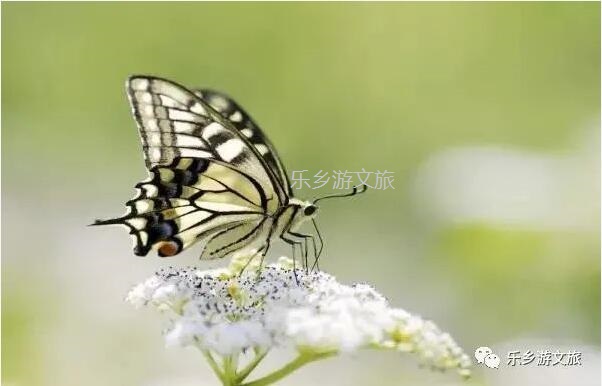 <a href=http://www.lexiangyou.org/xiangcunlvyou/ target=_blank class=infotextkey>乡村旅游</a>：航模+蝴蝶+动物+童年回忆+农业科普，10月1日坦洲盛大迎宾！免费门票福利等你哦~