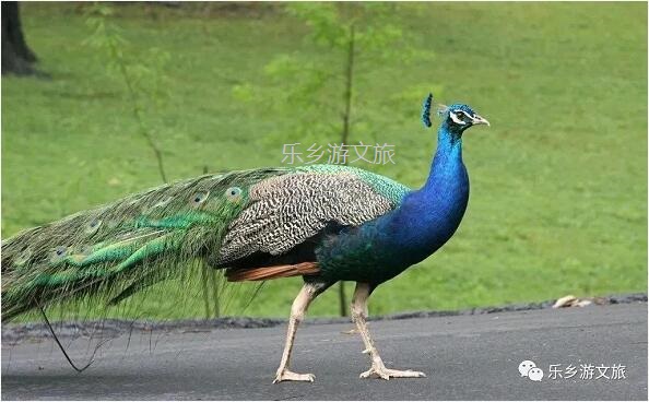 <a href=http://www.lexiangyou.org/xiangcunlvyou/ target=_blank class=infotextkey>乡村旅游</a>：航模+蝴蝶+动物+童年回忆+农业科普，10月1日坦洲盛大迎宾！免费门票福利等你哦~