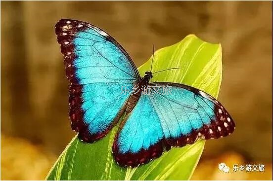 <a href=http://www.lexiangyou.org/xiangcunlvyou/ target=_blank class=infotextkey>乡村旅游</a>：航模+蝴蝶+动物+童年回忆+农业科普，10月1日坦洲盛大迎宾！免费门票福利等你哦~