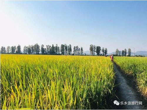 <a href=http://www.lexiangyou.org/xiangcunlvyou/ target=_blank class=infotextkey>乡村旅游</a>：人文荟萃，农趣盎然；超多原生态食材等你：香水柠檬+甲鱼+走地鸡+游水麻鸭+河鲜...