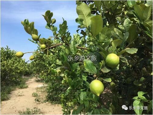<a href=http://www.lexiangyou.org/xiangcunlvyou/ target=_blank class=infotextkey>乡村旅游</a>：人文荟萃，农趣盎然；超多原生态食材等你：香水柠檬+甲鱼+走地鸡+游水麻鸭+河鲜...