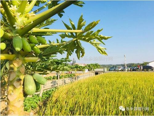 <a href=http://www.lexiangyou.org/xiangcunlvyou/ target=_blank class=infotextkey>乡村旅游</a>：人文荟萃，农趣盎然；超多原生态食材等你：香水柠檬+甲鱼+走地鸡+游水麻鸭+河鲜...
